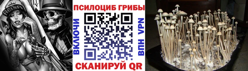 Купить где  Барыш  Псилоцибиновые грибы Cubensis 